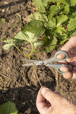 Aardbeienbed maken